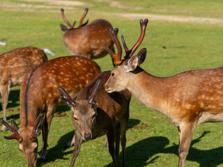 【奈良公園】春日野園地の鹿