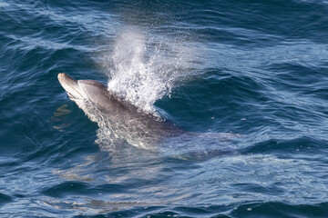 Naklejka premium Bottlenose Dolphin breaking the surface