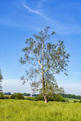 Lone white bark tree in grassy field