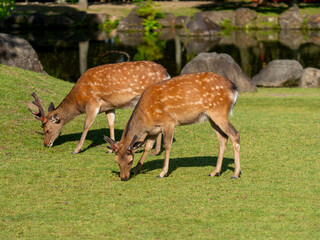 芝を食べる奈良公園の鹿