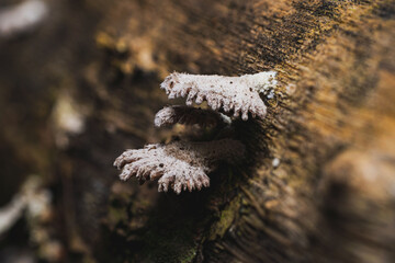 Close-up of white fungus on tree bark
