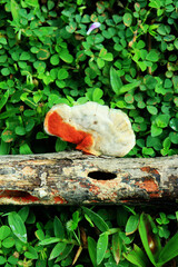 Cluster of Orange mushroom or Pycnoporus coccineus. On dead log. In the middle of woodland
