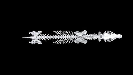 Full wolf skeleton in standing pose - top down view © Dimitrius