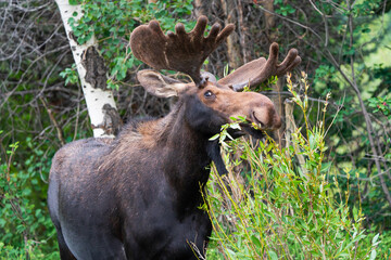 Moose with crazy eyes eating a plant with aspen trees in the background seen in Jackson Wyoming