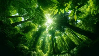 Obraz premium Lush Green Forest Canopy with Sunlight