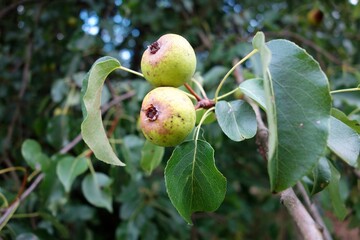 A branch of wild little apples