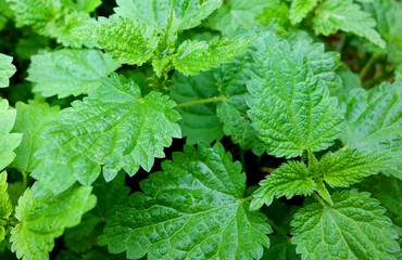 Wet after rain nettle leaves grow in late summer 