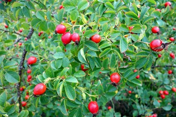 Bush of a ripe wild rose in the summer