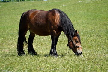 Brown horse eating grass on a pasture