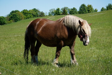Brown horse standing on a pasture