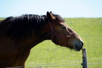 Horse - close-up on head - side view