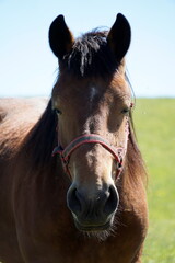 Fototapeta premium Horse - close-up on head - vertical photograph