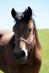 Horse - close-up on head - vertical photograph