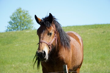 Obraz premium Horse - close-up on head, grass in background