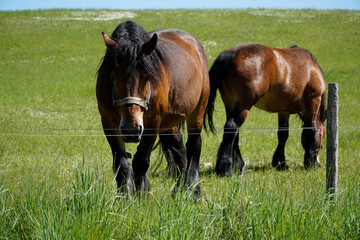 Two horses standing on a pasture