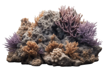 Heavy reef rock isolated on transparent background