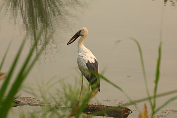 Asian openbill stork in Chitwan National Park, Nepal