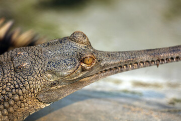 Gharial crocodile in Chitwan National Park, Nepal