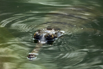 Fototapeta premium Gharial crocodile in Chitwan National Park, Nepal