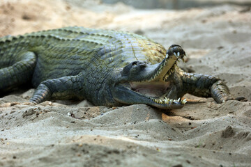 Gharial crocodile in Chitwan National Park, Nepal