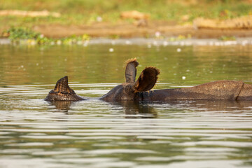 Indian rhinoceros swimming in the river, Chitwan National Park, Nepal