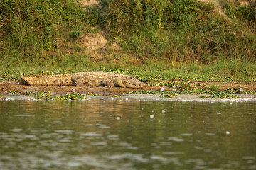 Mugger crocodile near East Rapti River in Chitwan National Park, Nepal