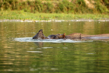 Fototapeta premium Indian rhinoceros swimming in the river, Chitwan National Park, Nepal