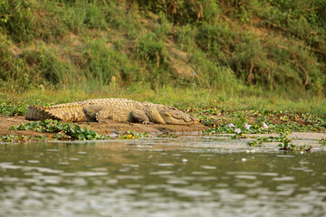 Mugger crocodile near East Rapti River in Chitwan National Park, Nepal