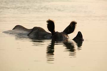 Indian rhinoceros swimming in the river, Chitwan National Park, Nepal