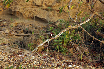 White-throated Kingfisher in Chitwan National Park, Nepal