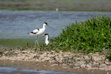 Pair of pied avocet on a rocky island