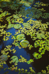 estanque con plantas acuaticas
