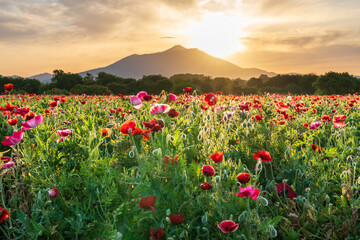 小貝川ふれあい公園から満開のポピー畑と筑波山に昇る朝日