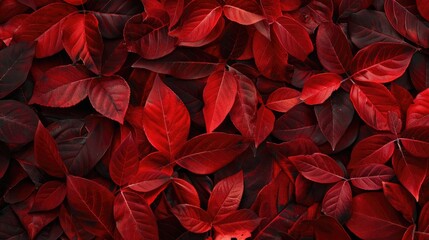 Crimson foliage