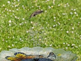 Female Anna's hummingbird playing and drinking in the water fountain in birdbath