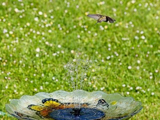 Female Anna's hummingbird playing and drinking in the water fountain in birdbath