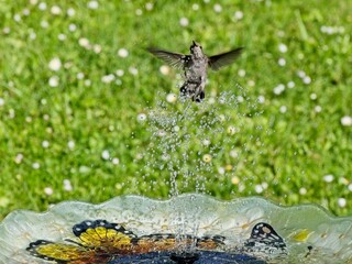 Female Anna's hummingbird playing and drinking in the water fountain in birdbath
