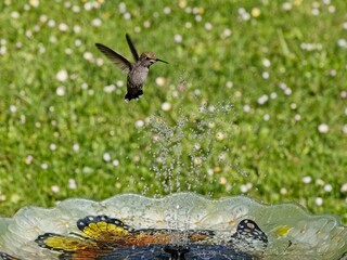 Female Anna's hummingbird playing and drinking in the water fountain in birdbath