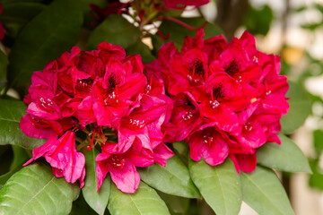 red flowers