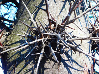 Close up view of thorn tree wood