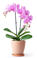 Naklejka premium A pink and white orchid plant in a brown pot