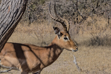 impala in the savannah