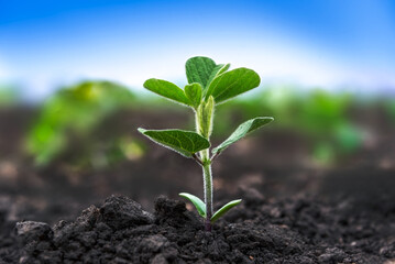 Soybean sprout close-up in an agricultural field. Plants in the open field. Selective focus. Soft...