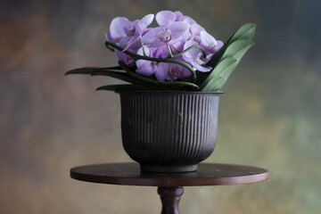 Orchidea in vaso
