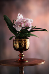 Orchidea in vaso