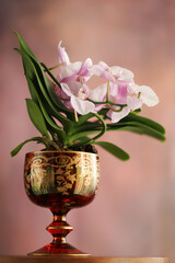 Orchidea in vaso