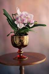 Orchidea in vaso
