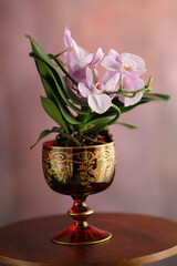 Orchidea in vaso