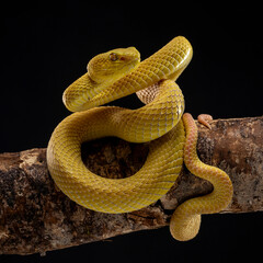 Yellow White Lipped Pit Viper (Trimeresurus insularis) or Indonesian pit viper, is a venomous pit viper native to the Lesser Sunda Islands, Indonesia.