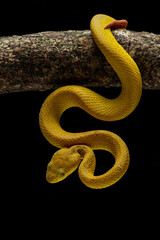 Yellow White Lipped Pit Viper (Trimeresurus insularis) or Indonesian pit viper, is a venomous pit viper native to the Lesser Sunda Islands, Indonesia.